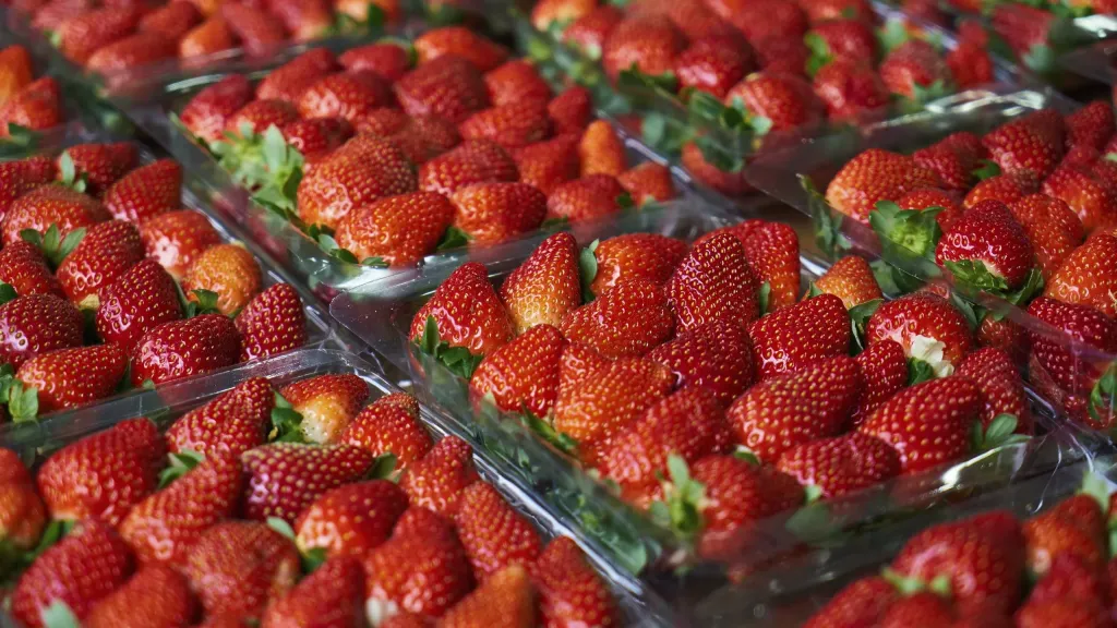 حقيقة رفض شحنات فراولة مصدرة للخارج بدعوي احتوائها علي مواد مسرطنه وطرحها بالاسواق