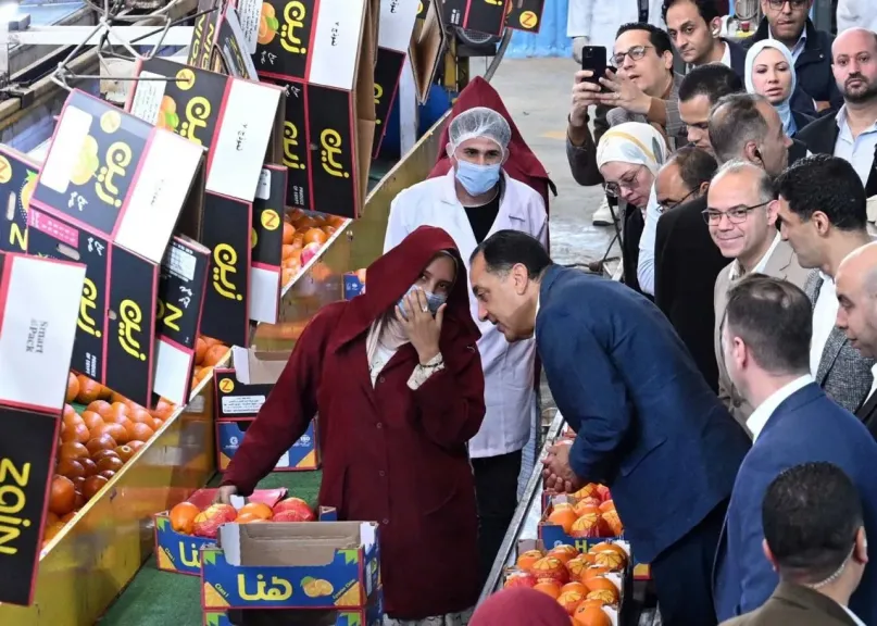 من الحقل إلى العالم.. الذكاء الاصطناعي يقود طفرة صادرات الموالح المصرية