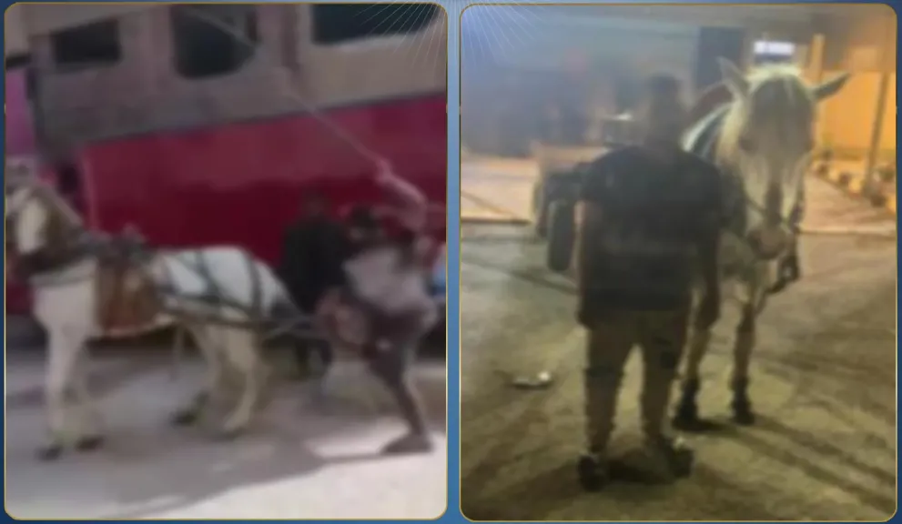 سقوط ”صاحب الكرباج”.. الأمن يكشف ويضبط معذب حصان الخانكة