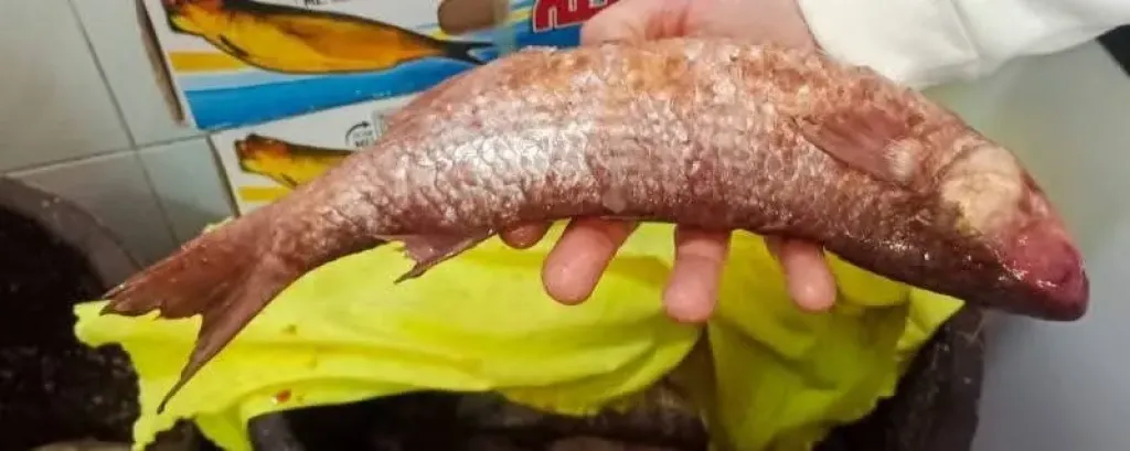 ضربات رقابية قوية بالقليوبية.. 9 مخالفات مخابز وتحفظ على 300 كجم فسيخ فاسد