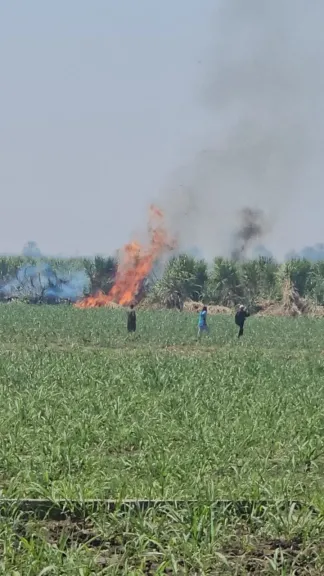 دون إصابات.. نشوب حريق داخل زراعات القصب في قنا