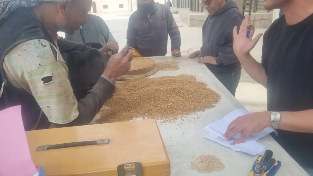 8 أطنان كبداية.. القليوبية تفتح صوامعها لإستقبال القمح المحلي