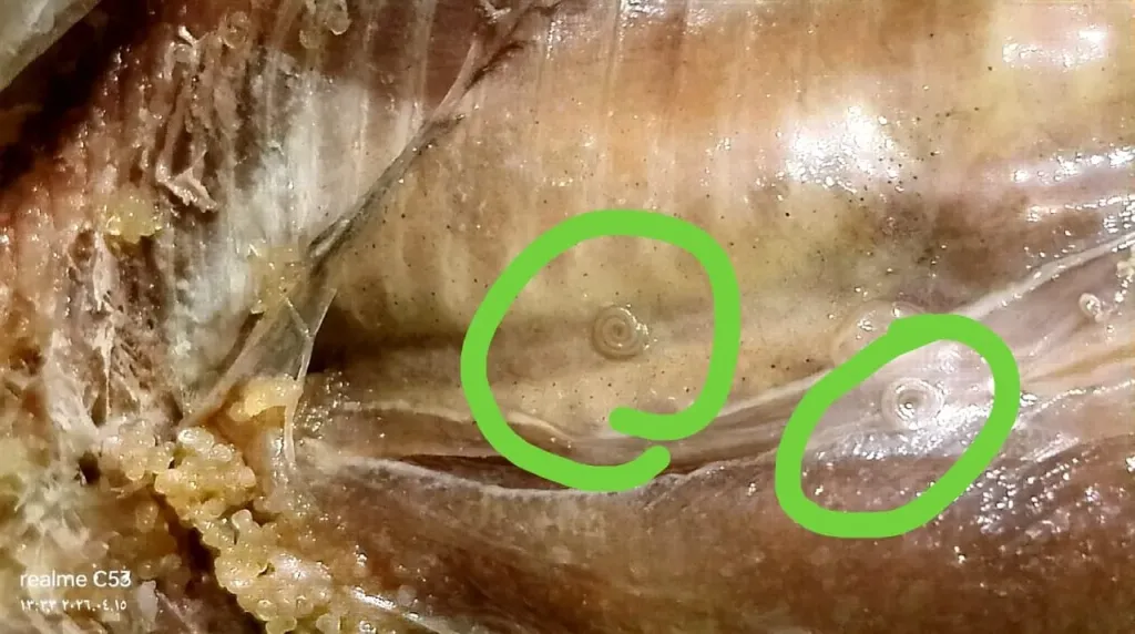 ضبط 45 كجم رنجة فاسدة داخل هايبر شهير بالفيوم خلال حملة تموينية مكثفة