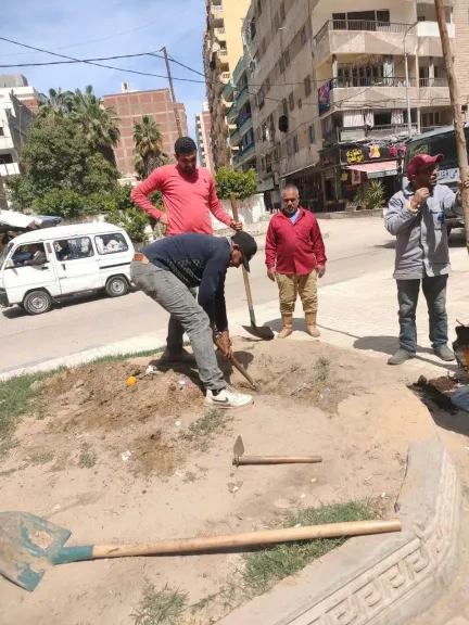 زراعة 30 شجرة جكراندا بنطاق حي العجمي بالإسكندرية