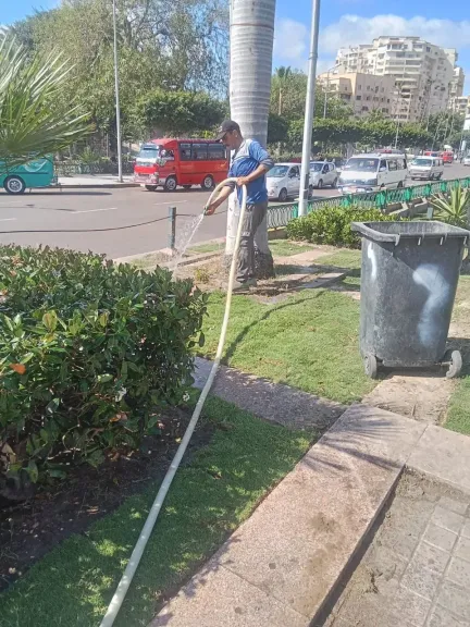 زراعة 300 متر من النجيل بميداني الإسكندر الأكبر وساعة الزهور بالإسكندرية