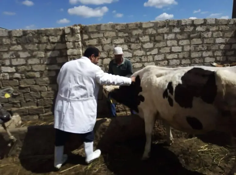 ضمن الحملة القومية ضد الجلد العقدي.. محافظ كفرالشيخ: تحصين 255 ألف رأس ماشية