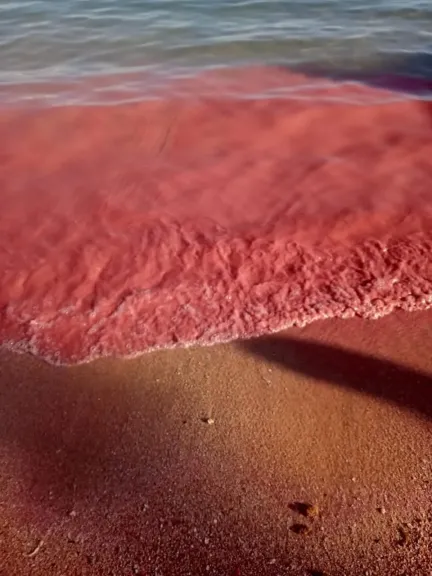 ظاهرة نادرة تزين الشواطئ.. لماذا تحوّل لون مياه البحر الأحمر إلى الأحمر؟