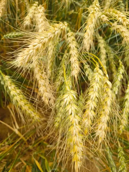 الزراعة” تعلن عن تحقيق ”بحوث الصحراء”  سبق علمي  يرفع إنتاجية القمح في الأراضي شديدة الملوحة