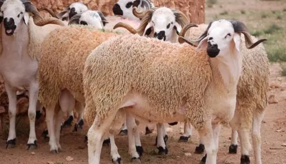 قبل عيد الأضحى.. تعرف على حكم شراء صك الأضحية بالتقسيط