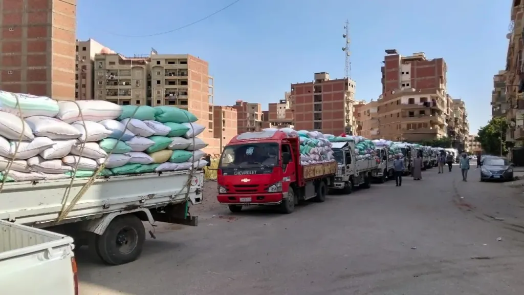 يملأ الصوامع.. 13.6 ألف طن قمح محلي تدخل منظومة التوريد بالقليوبية في وقت قياسي