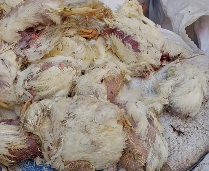 ضبط 2 طن دجاج نافق قبل ترويجها بمصانع مصنعات اللحوم في الفيوم