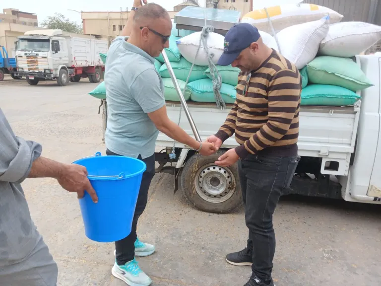 توريد 154 ألف طن من القمح المحلي حتى الآن وانتظام صرف مستحقات المزارعين
