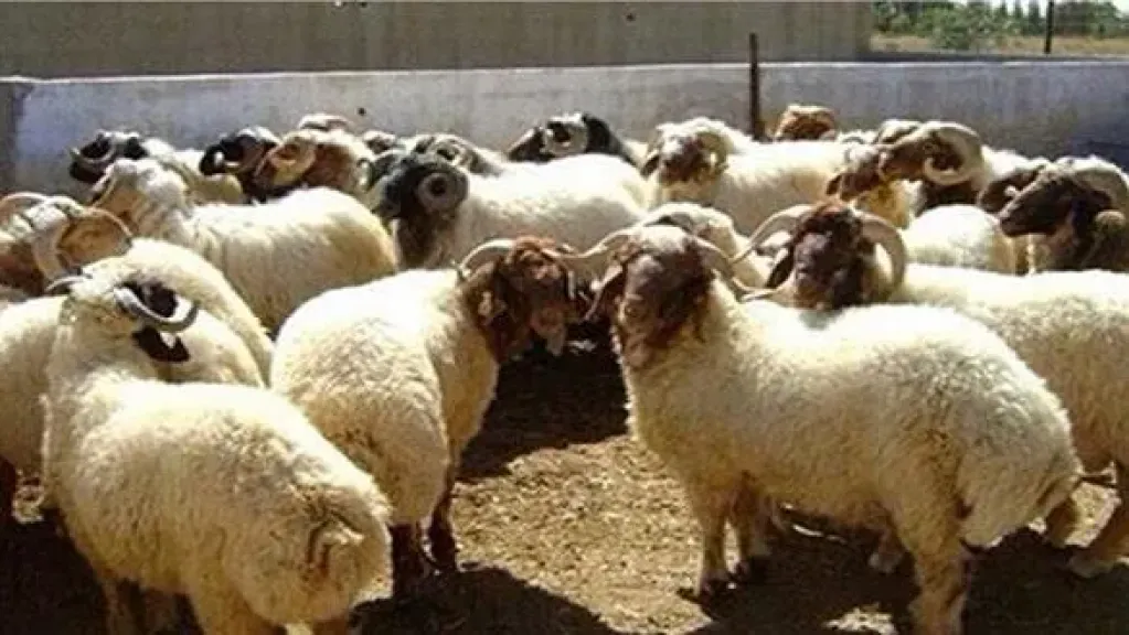 عيد الأضحى.. ما هي شروط الأضحية وطريقة توزيعها