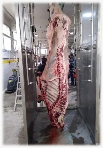 محافظ أسيوط: رفع درجة الاستعداد القصوى بالطب البيطري وتجهيز 29 مجزرًا لاستقبال أضاحي عيد الأضحى مجانًا