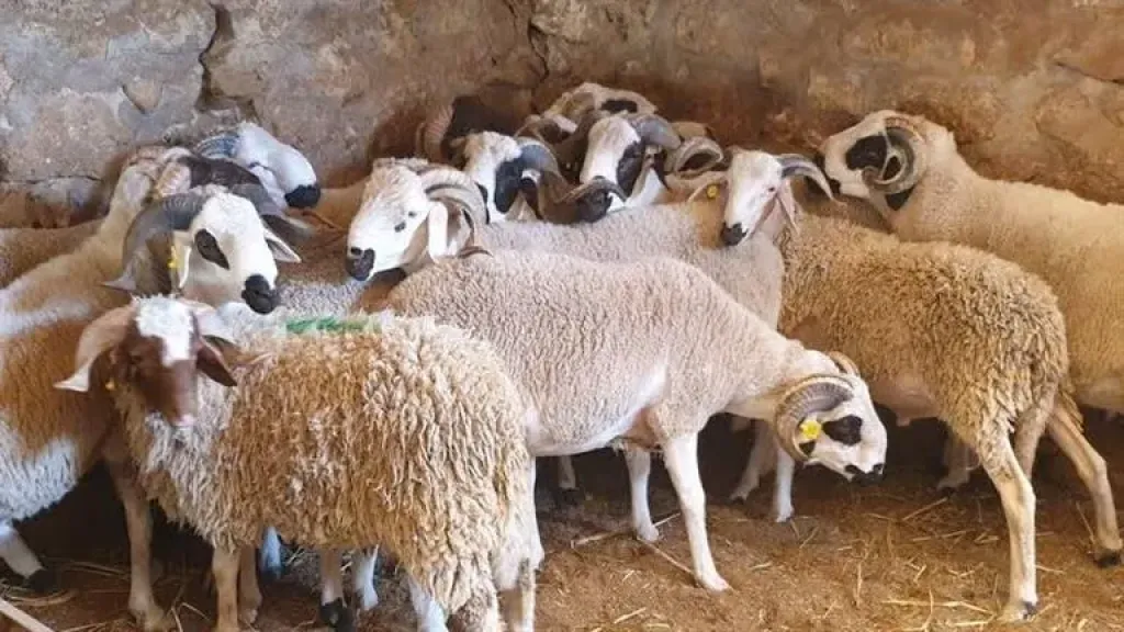 عيد الأضحى 2026.. إرشادات مهمة لاختيار الأضحية السليمة