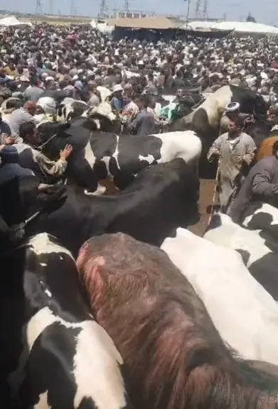 زحام شديد بسوق الأضاحي في كفر الشيخ.. وعجول ضخمة تصل أوزانها إلى طن ونصف