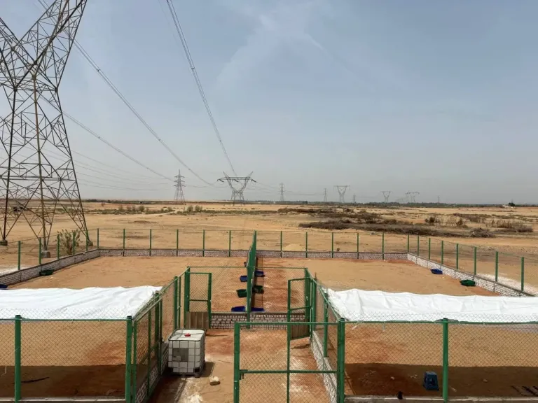 تقرير فني عن ”شلاتر الكلاب” في العاشر تصدره المؤسسة الخضراء لأصدقاء البيئة والتنمية المستدامة