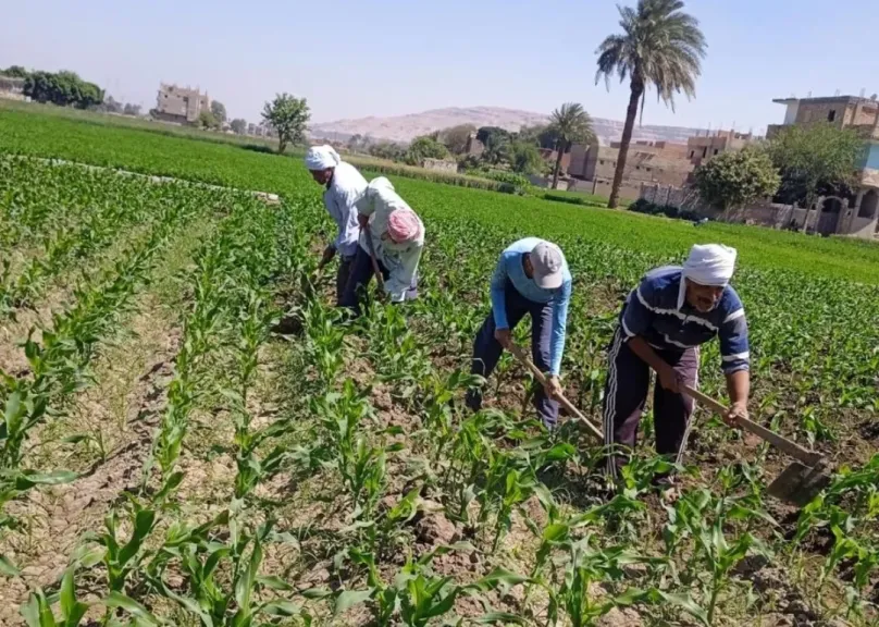 رئيس قطاع الخدمات الزراعية: إطلاق حملة مكثفة لرصد ومكافحة أي بؤر لدودة الحشد الخريفية بالمحافظات
