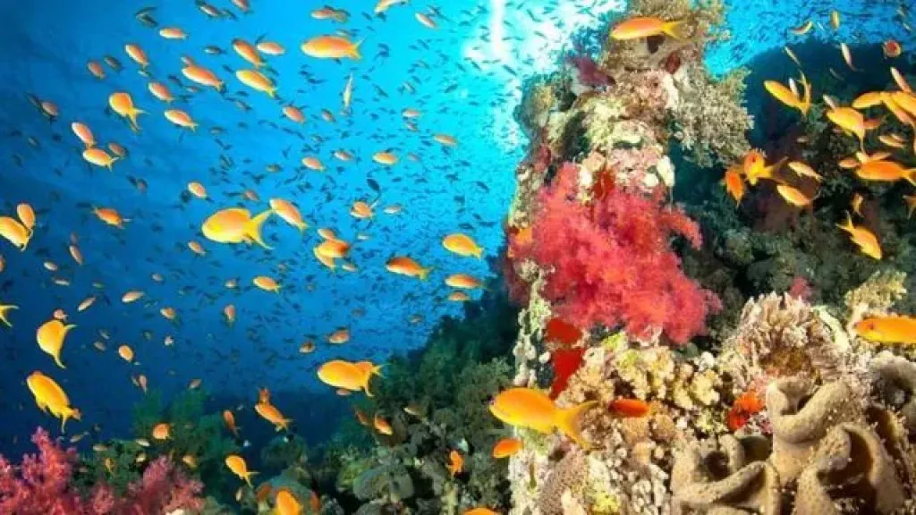 أرشيفية 