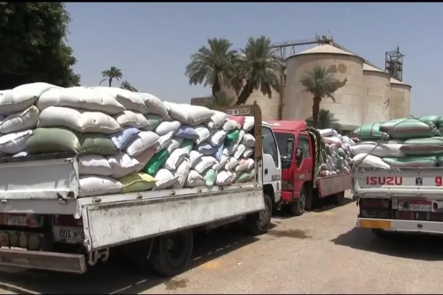 طفرة في المعدلات.. قمح سوهاج يلاحق إنتاجية العام الماضي ويستهدف رقماً قياسياً جديداً