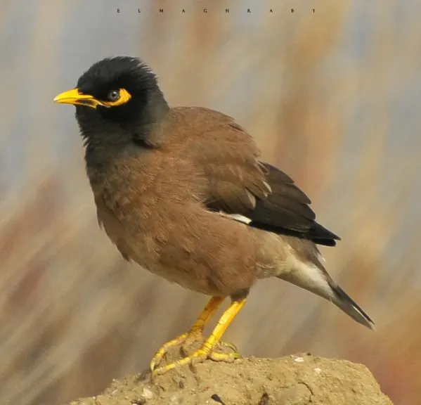 طائر المينا الهندي 