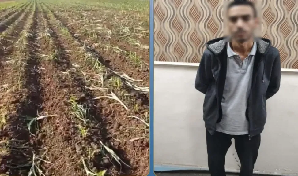 بسبب خلاف علي الإيجار .. إتلاف محصول زراعي يقود المتهم للقبض في البحيرة