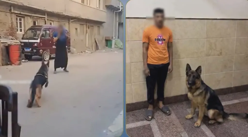 رعب في شوارع دمنهور.. صاحب كلب جيرمن يطلقه على سيدة والداخلية تضبطه.. والمتهم يبرر: ”كنت بهزر” !