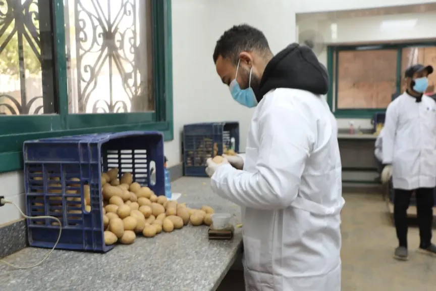 «الزراعة»: فحص أكثر من مليون طن بطاطس مائدة للتصدير و68 ألف طن تقاوي استعدادًا للموسم الجديد
