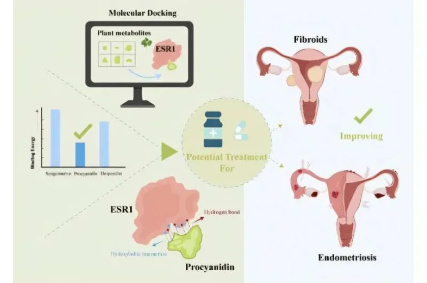 باحثون يطورون مركبًا طبيعيًا يستهدف مستقبلات الإستروجين بدقة لعلاج أمراض النساء