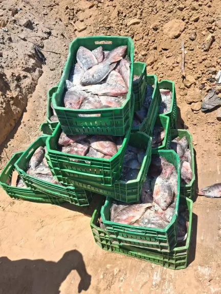 تنفيذًا لقرار النيابة العامة ..تموين أسيوط يعدم 425 كيلو أسماك فاسدة