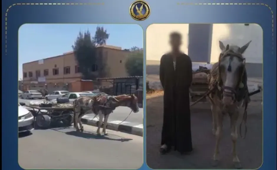 القبض على صاحب عربة كارو لاتهامه بتعطيل حركة المرور عمداً أمام إحدى المستشفيات بشمال سيناء