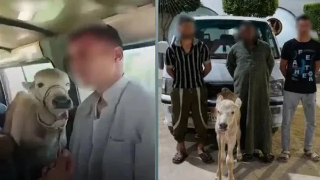 «كنا راجعين من السوق».. الداخلية تكشف ملابسات فيديو تحميل رأس ماشية داخل ميكروباص أجرة بالبحيرة