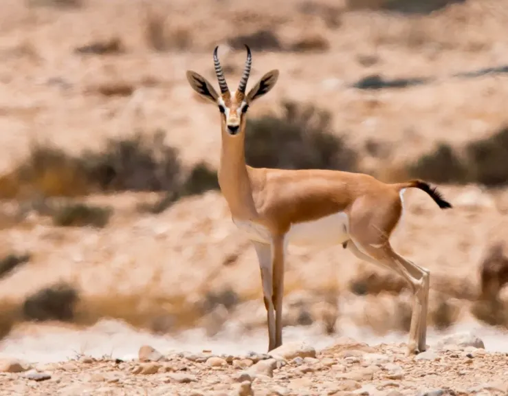أرشيفية 