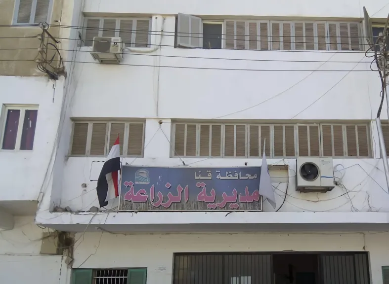 زراعة قنا تطمئن المزارعين: لا صحة لادعاءات زيادة وزن الموز بعد الحصاد بنسبة 80%