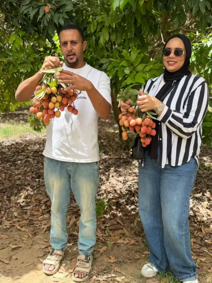 من قلب الصحراء إلى موائد أوروبا.. “الليتشي” الفاكهة الاستوائية النادرة تُزهر في مصر وتُباع بألف جنيه للكيلو
