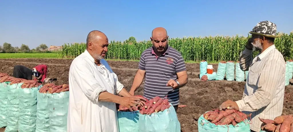 فرحة الحصاد تملأ حقول كفر الشيخ.. انطلاق موسم جني البطاطا البلدي وسط تفاؤل المزارعين بإنتاج وفير
