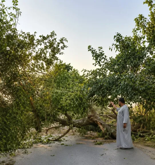 دون إصابات.. سقوط شجرة على طريق «تلات-الفيوم» والأهالي يناشدون بسرعة رفعها