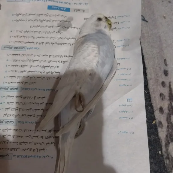 بعد زلزال أمس.. سر نفوق العصافير المنزلية التي أثارت جدلا على السوشيال ميديا