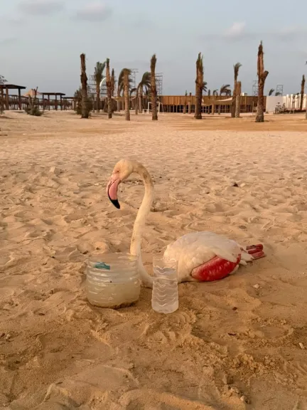 العثور على طائر فلامنجو أبيض على أحد شواطىء الساحل الشمالى