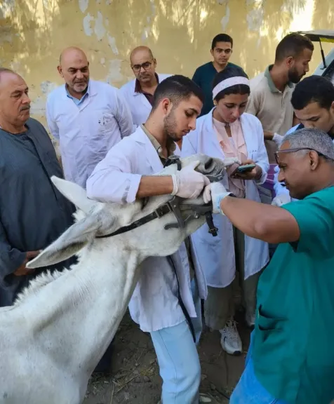 «من أجل الفلاح والمربي الصغير».. قافلة بيطرية مجانية تفحص 1200 حالة مجانياً ببطا