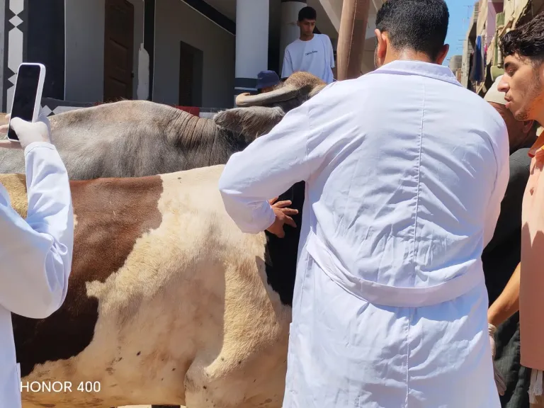 ضمن المبادرة الرئاسية «بلدك معاك».. قافلة بيطرية مجانية بقرية المناوفة في كفرالشيخ تفحص وتعالج أكثر من 3 آلاف حالة