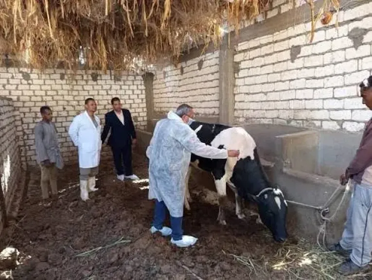 بدء الحملة القومية لتحصين 109 آلاف رأس ماشية ضد الحمى القلاعية والوادي المتصدع بالأقصر