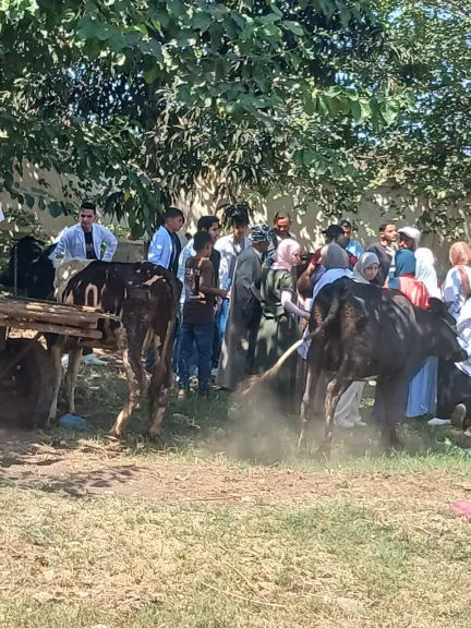 ضمن مبادرة «بلدك معاك»..تقدم الكشف والعلاج المجاني لأكثر من 1300 حالة بيطرية بقرية دقلت في كفرالشيخ