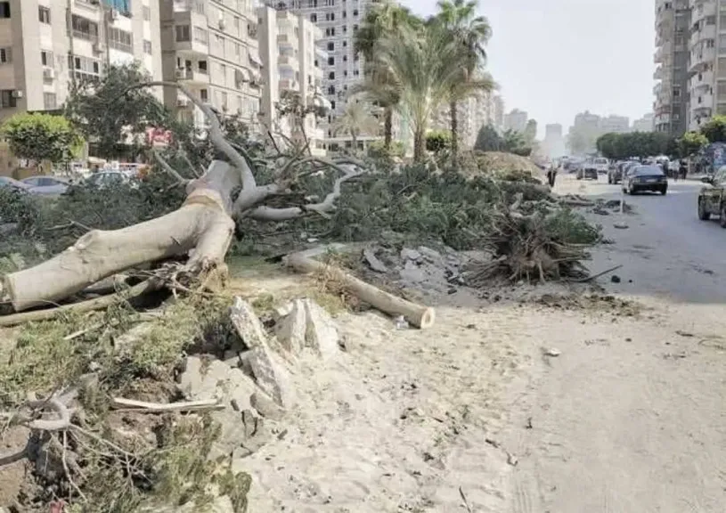 المكتب العربي للشباب والبيئة والمنتدى المصري للتنمية المستدامة في بيان مشترك: حماية الأشجار التزام وطني ومبادرة «100 مليون شجرة» ركيزة لمواجهة تغير المناخ