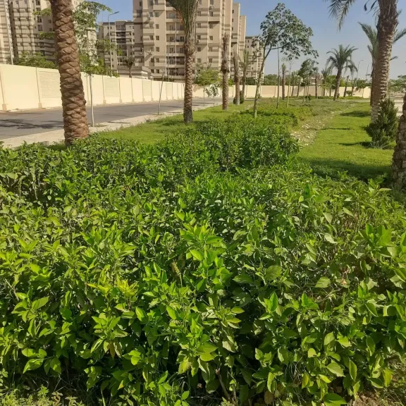 وزيرة الإسكان تتابع موقف مشروعات المرافق وأعمال التطوير ورفع الكفاءة والتصدي للمخالفات بمدينتي ”الشيخ زايد وحدائق أكتوبر”