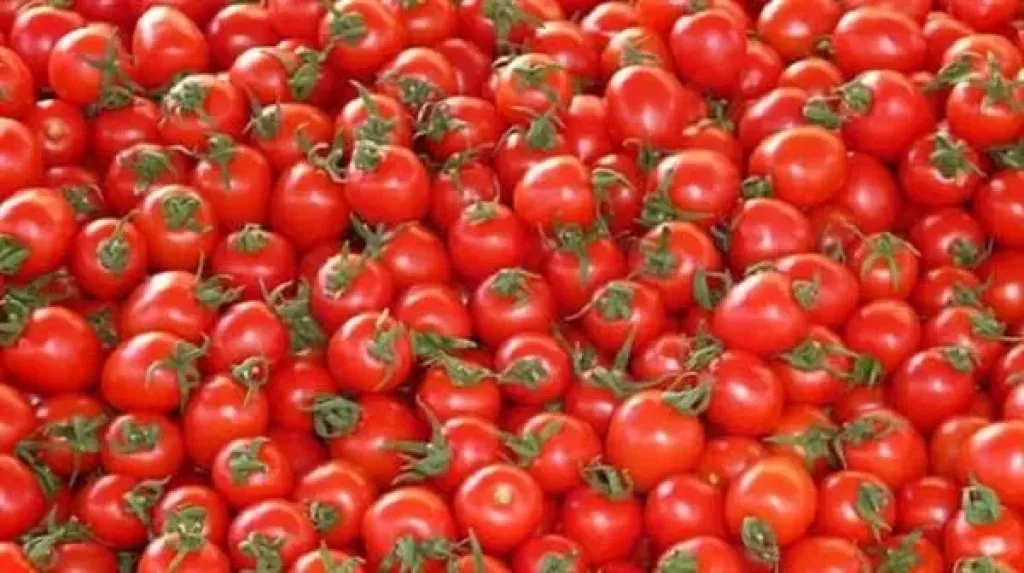 الحكومة تحسم الجدل حول «سوسة الطماطم»: معدلات الإصابة ضمن الحدود الطبيعية ولا صحة لإصابة 70% من المحصول