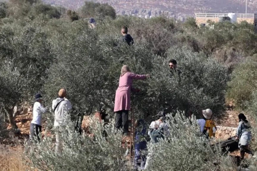 لماذا أشعل موسم حصاد الزيتون التوتر بين الفلسطينيين والمستوطنين؟