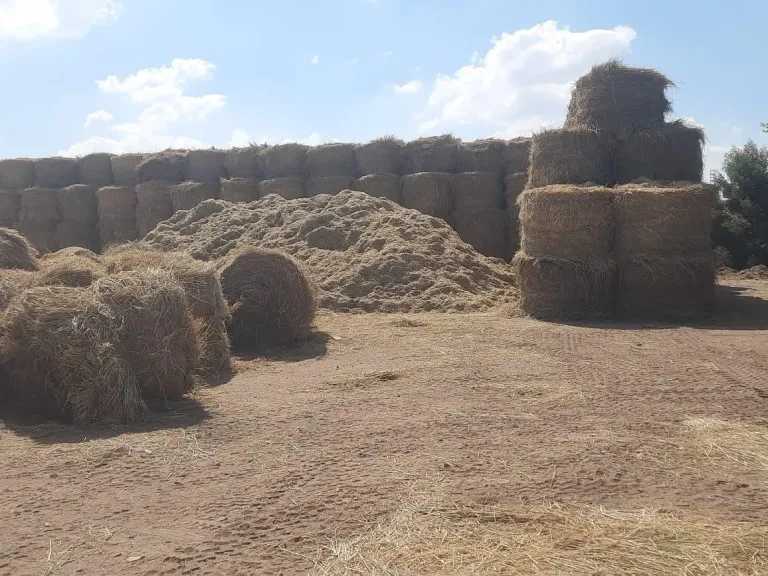 «البيئة»: تجميع 1.2 مليون طن من قش الأرز وتحرير 132 محضرًا للحرق المكشوف