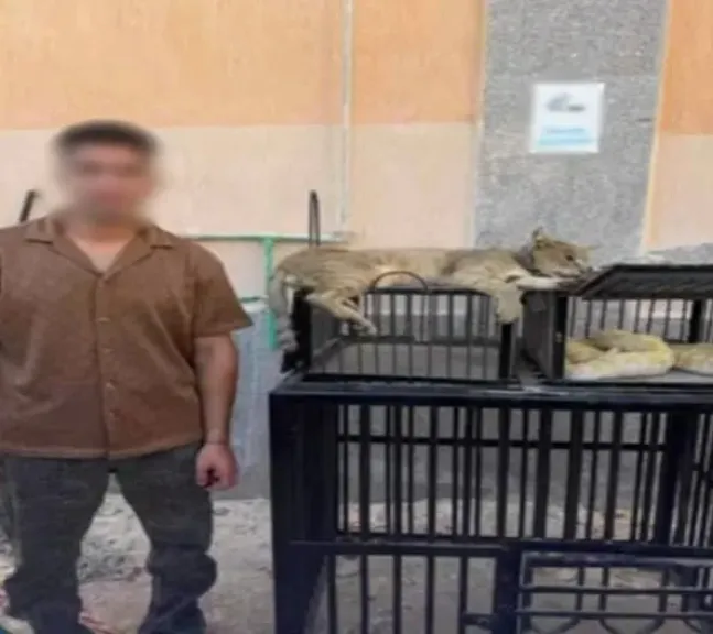ضبط صانع محتوى بكفر الشيخ يربي قطًا بريًا وثعبانين خطرين أعلى منزله.. والمشاهدات وراء الواقعة