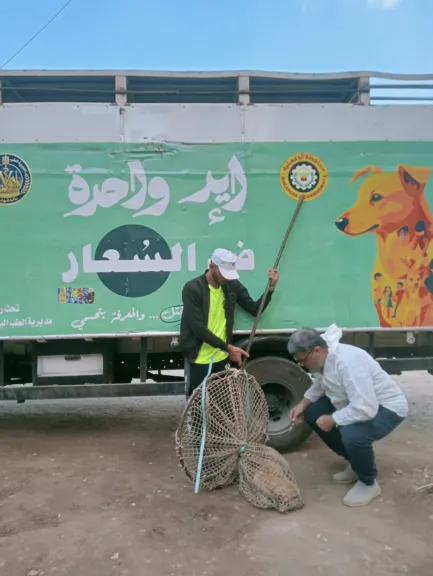 الدقهلية تكثف حملات مواجهة الكلاب الضالة بالمناطق الأكثر انتشارًا